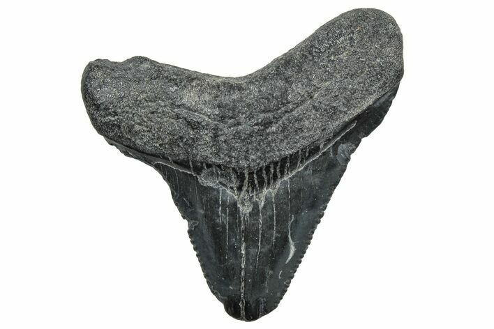 Serrated Chubutensis Tooth - Megalodon Ancestor #298725